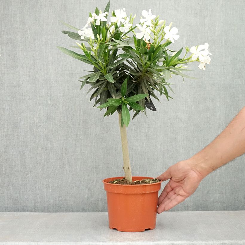 Spécimen de Laurier rose - Nerium oleander Blanc Pot de 2L/3L, Tigette tel que livré au printemps