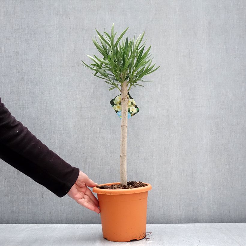 Spécimen de Laurier rose - Nerium oleander Jaune Pot de 2L/3L, Tigette tel que livré en hiver
