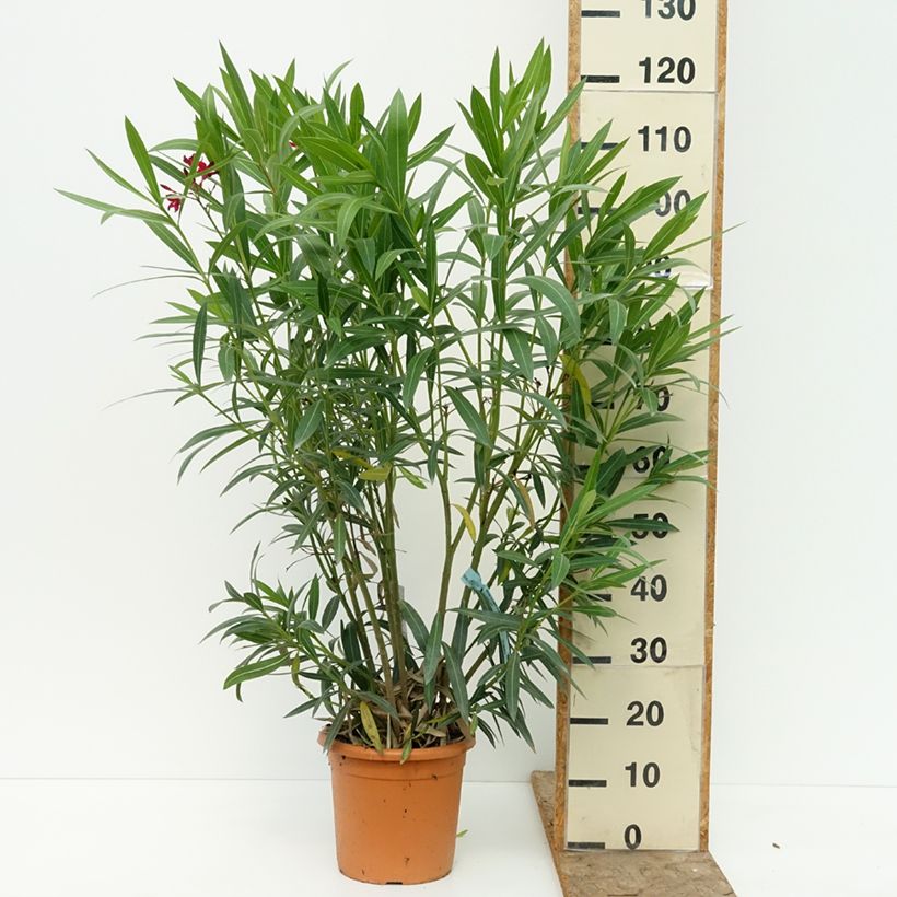 Spécimen de Laurier rose - Nerium oleander Rouge Simple Pot de 6L/7L tel que livré en été