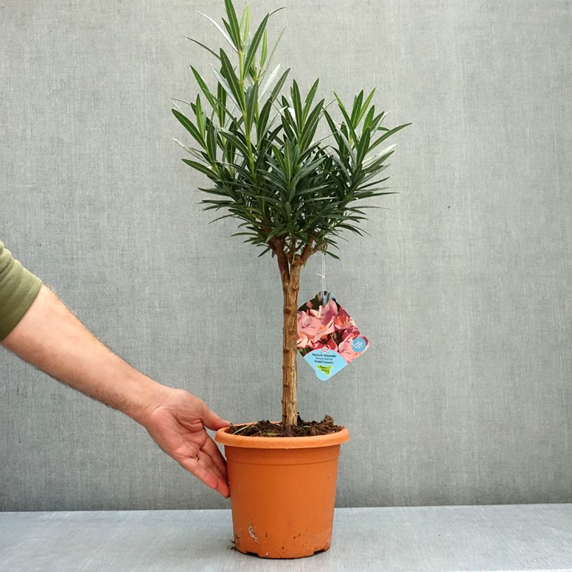 Spécimen de Laurier rose - Nerium oleander Saumon Pot de 2L/3L, Mini-tige, Tigette tel que livré en automne