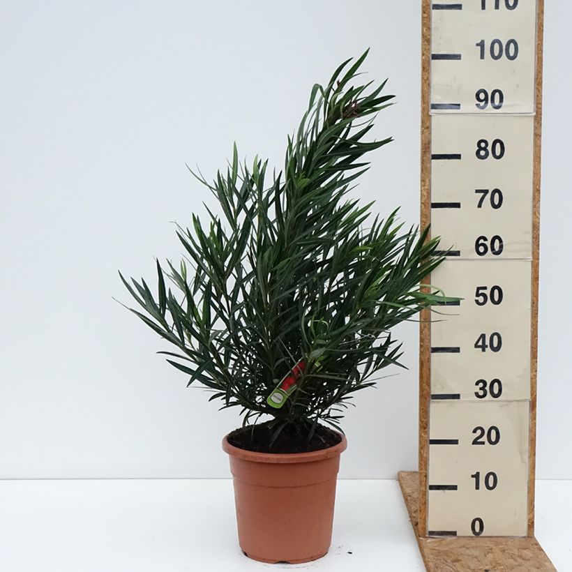 Spécimen de Laurier rose Provence - Nerium oleander Pot de 3L/4L, Touffe tel que livré en automne