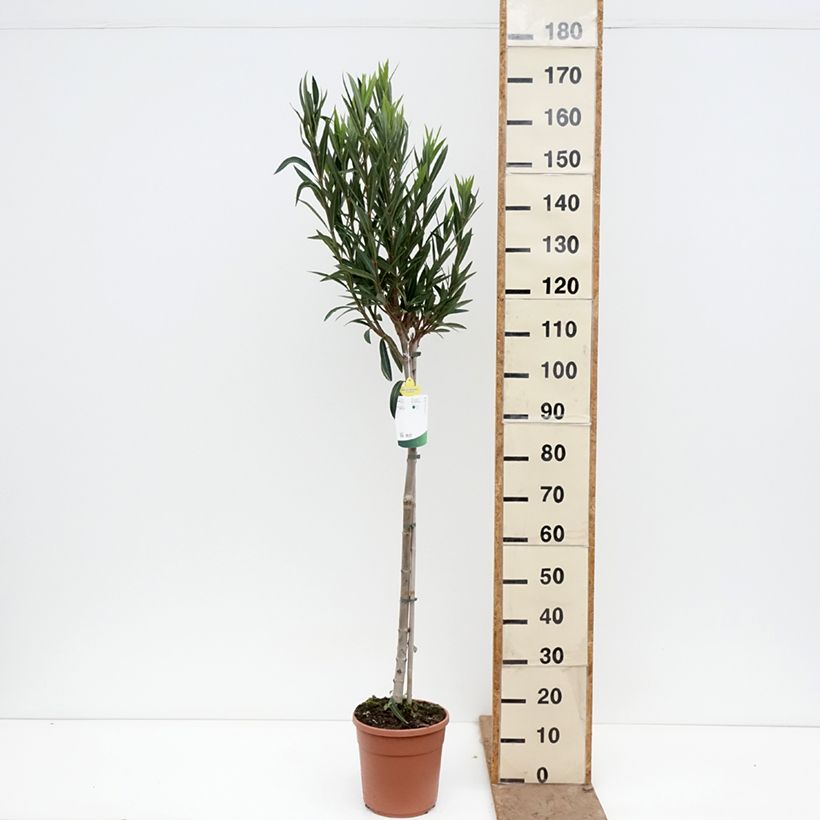 Spécimen de Laurier rose Provence - Nerium oleander Pot de 6L/7L, Demi-Tige tel que livré au printemps