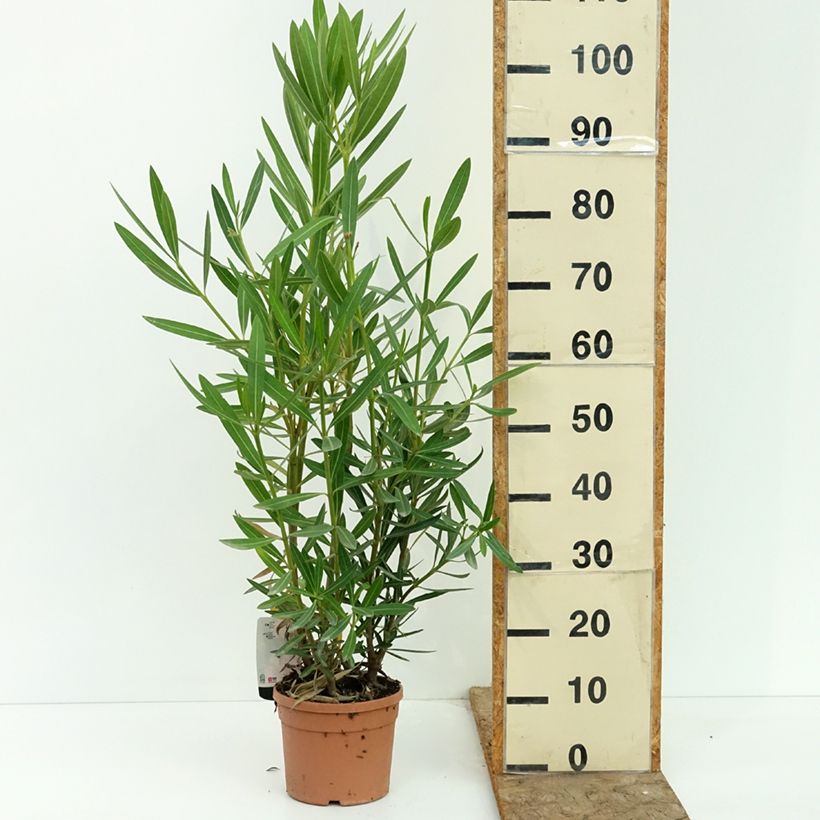 Spécimen de Laurier rose Sealy Pink – Nerium oleander Pot de 3L/4L tel que livré en été
