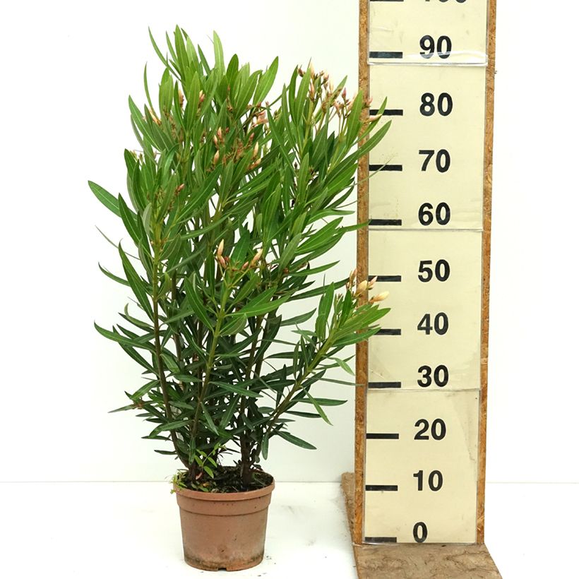 Spécimen de Laurier rose Sealy Pink – Nerium oleander Pot de 3L/4L tel que livré au printemps