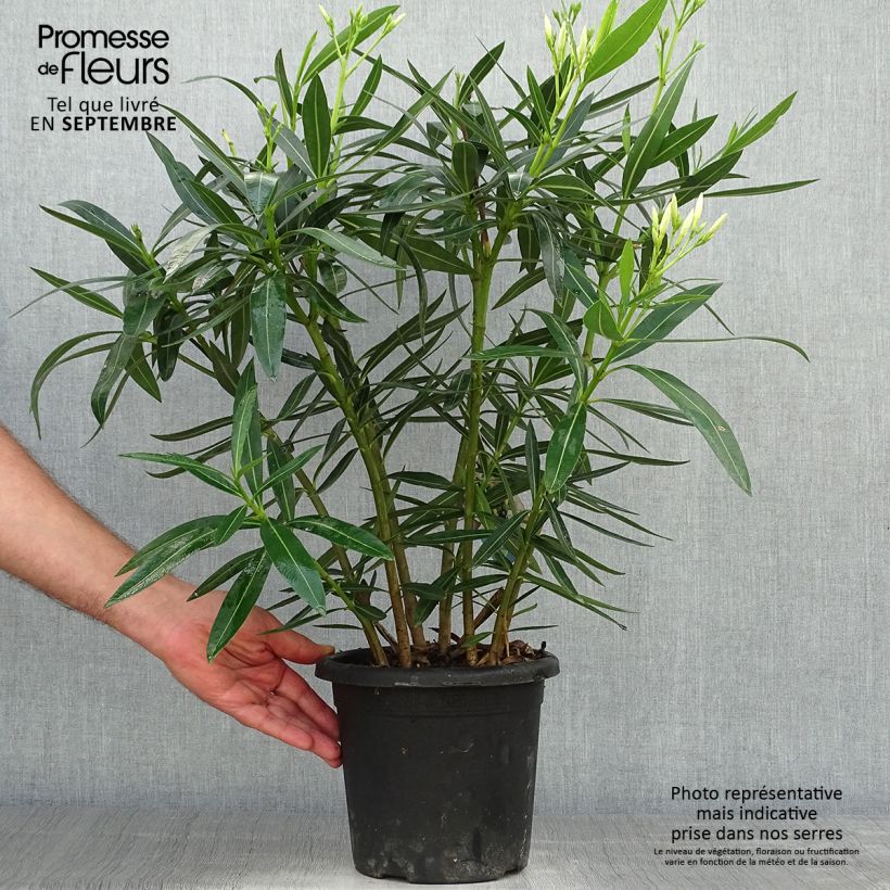 Spécimen de Laurier rose Soeur Agnes - Nerium oleander Pot de 3L/4L, Touffe tel que livré en automne