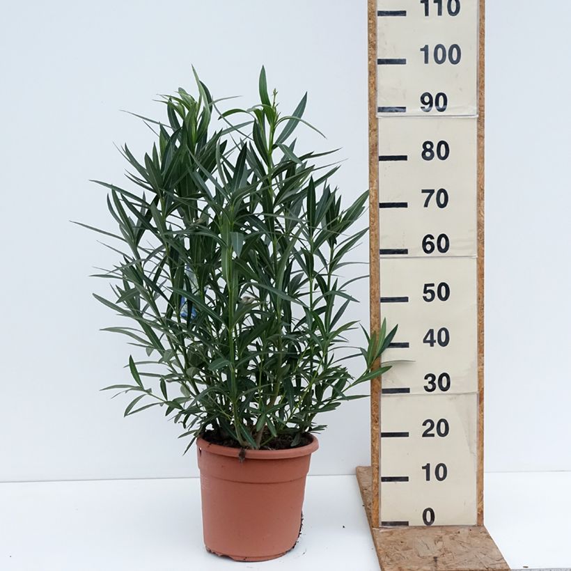 Spécimen de Laurier rose Soeur Agnes - Nerium oleander Pot de 7,5L/10L, Touffe tel que livré en hiver