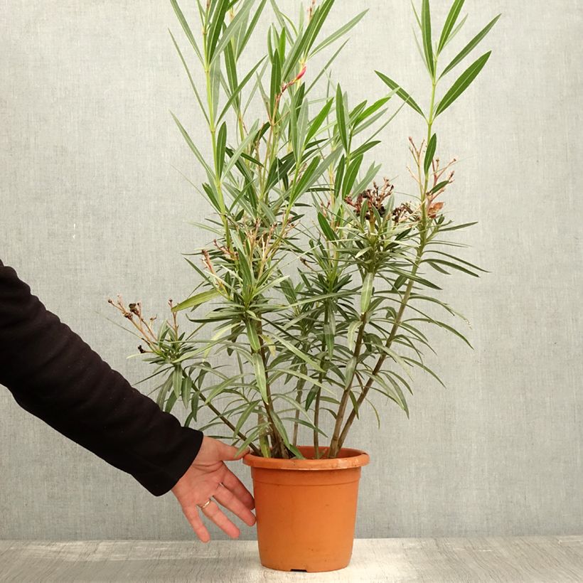 Spécimen de Laurier rose Soleil Levant - Nerium oleander Pot de 3L/4L, Touffe tel que livré en automne