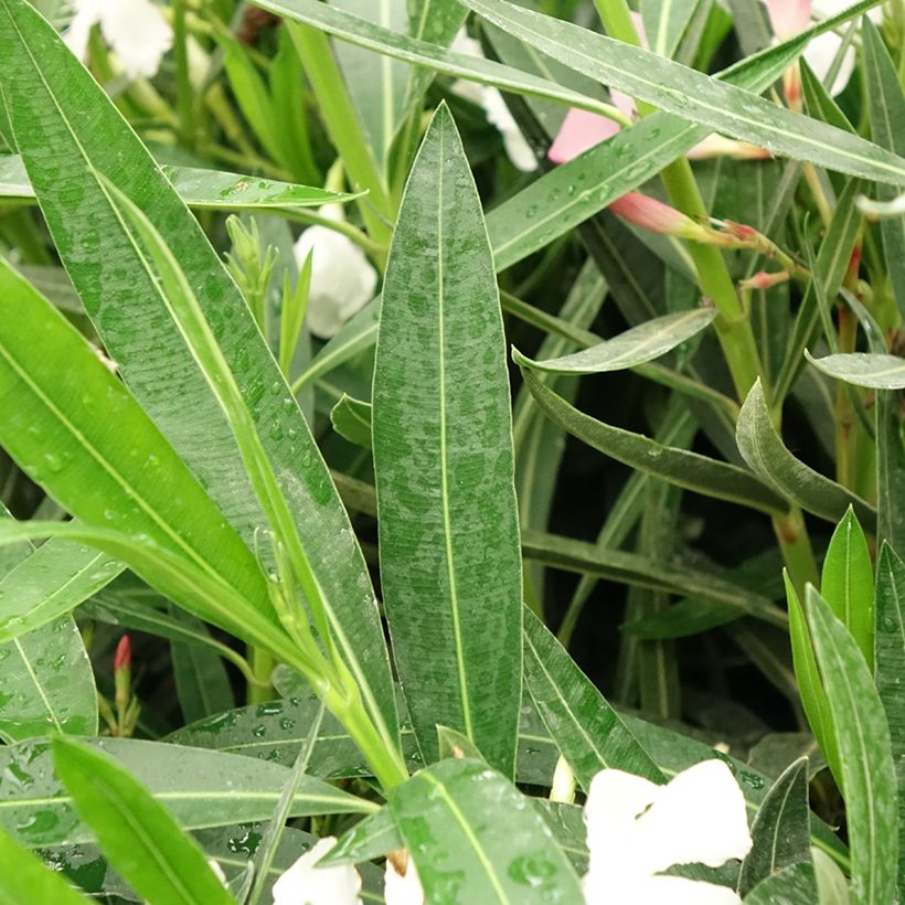 Laurier rose Tricolor - Nerium oleander (Feuillage)