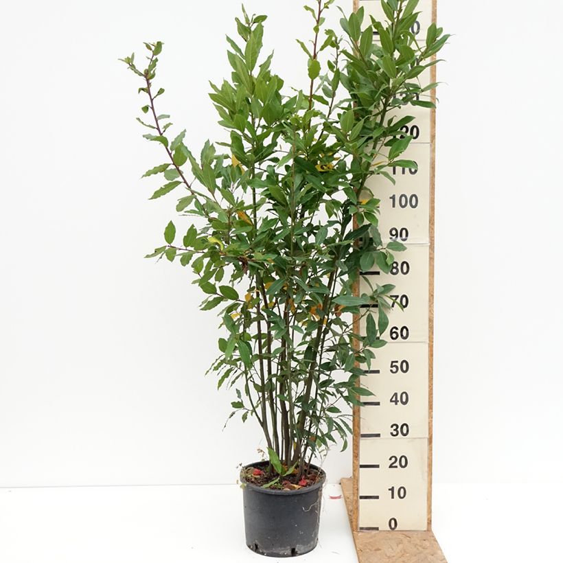 Spécimen de Laurier sauce - Laurus nobilis  Pot de 7,5L/10L tel que livré en automne
