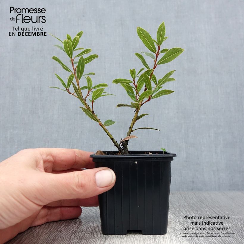 Spécimen de Laurier sauce Little Laura - Laurus nobilis Godet de 8/9 cm tel que livré en hiver