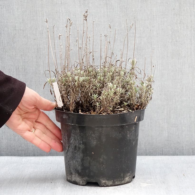 Spécimen de Lavande Arctic Snow - Lavandula angustifolia Pot de 2L/3L tel que livré en hiver