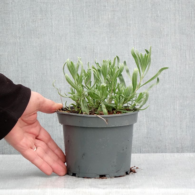 Amostra de Alfazema-brava - Lavandula latifolia Vaso de 1,5 L/2 L tal como entregue na primavera