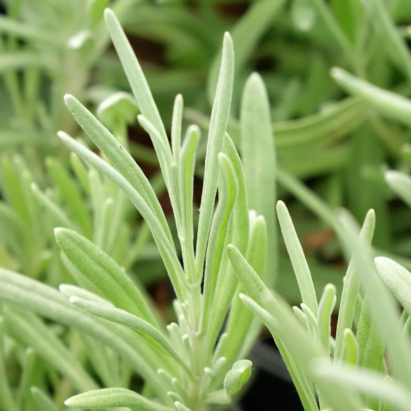 Lavande aspic ou à larges feuilles - Lavandula latifolia (Feuillage)