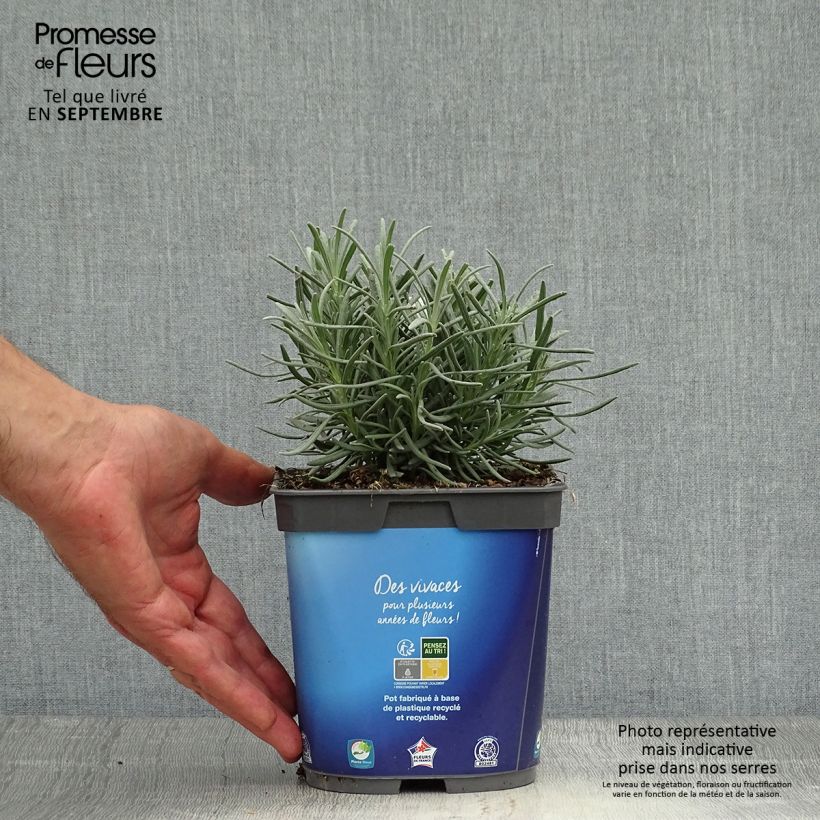 Spécimen de Lavande intermedia Grosso - Lavandin Pot de 2L/3L tel que livré en automne