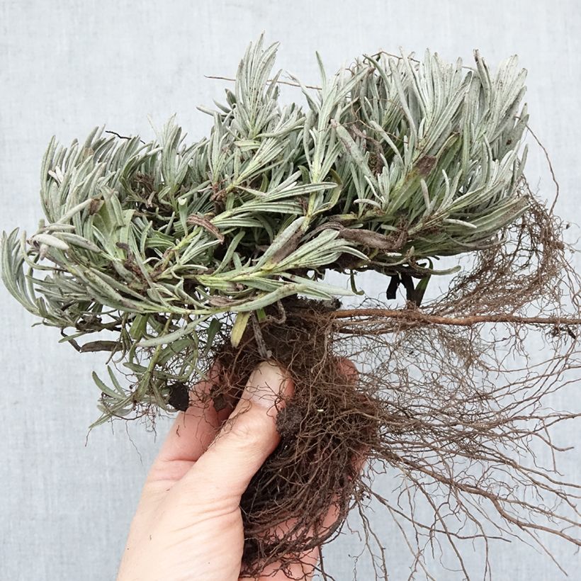 Spécimen de Lavande intermedia Edelweiss - Lavandin Racines nues tel que livré en hiver