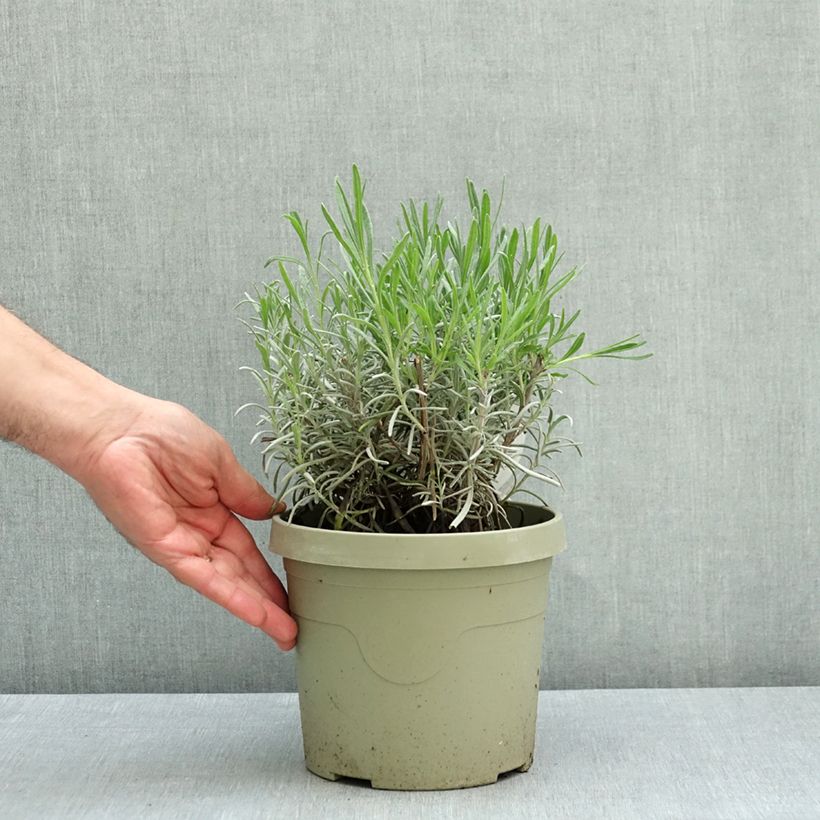 Spécimen de Lavande intermedia Exceptional - Lavandin Pot de 3L/4L tel que livré en été