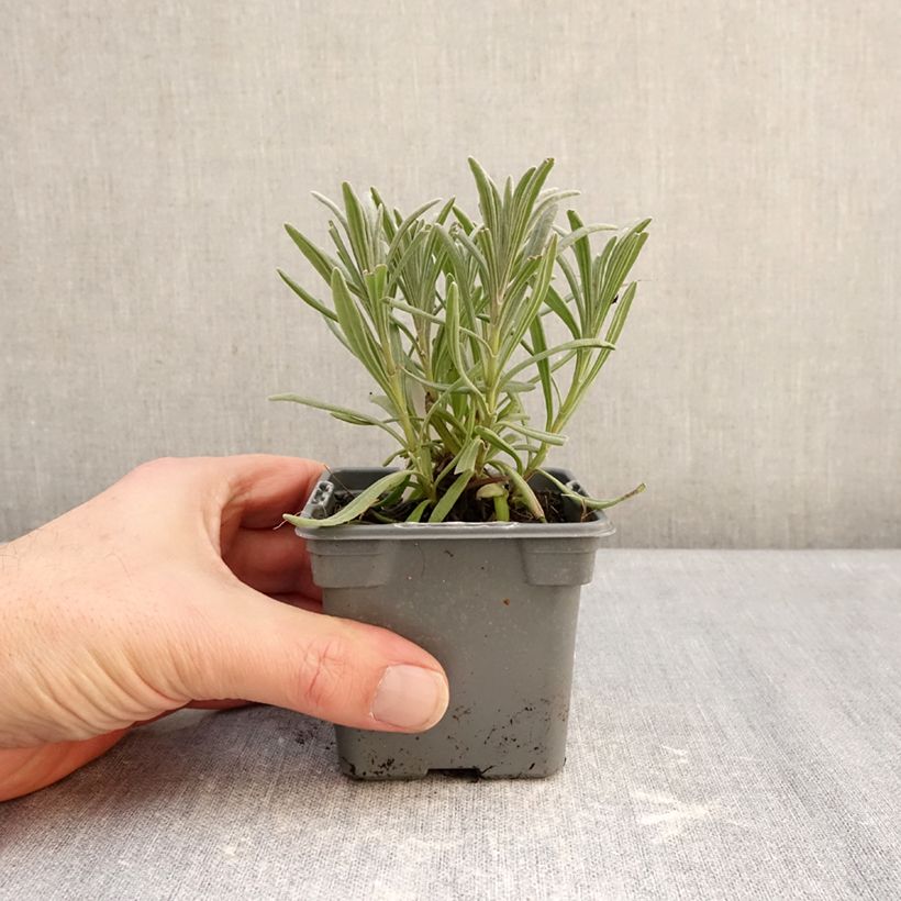 Spécimen de Lavande intermedia Sensational ! - Lavandin Godet de 8/9 cm tel que livré en hiver