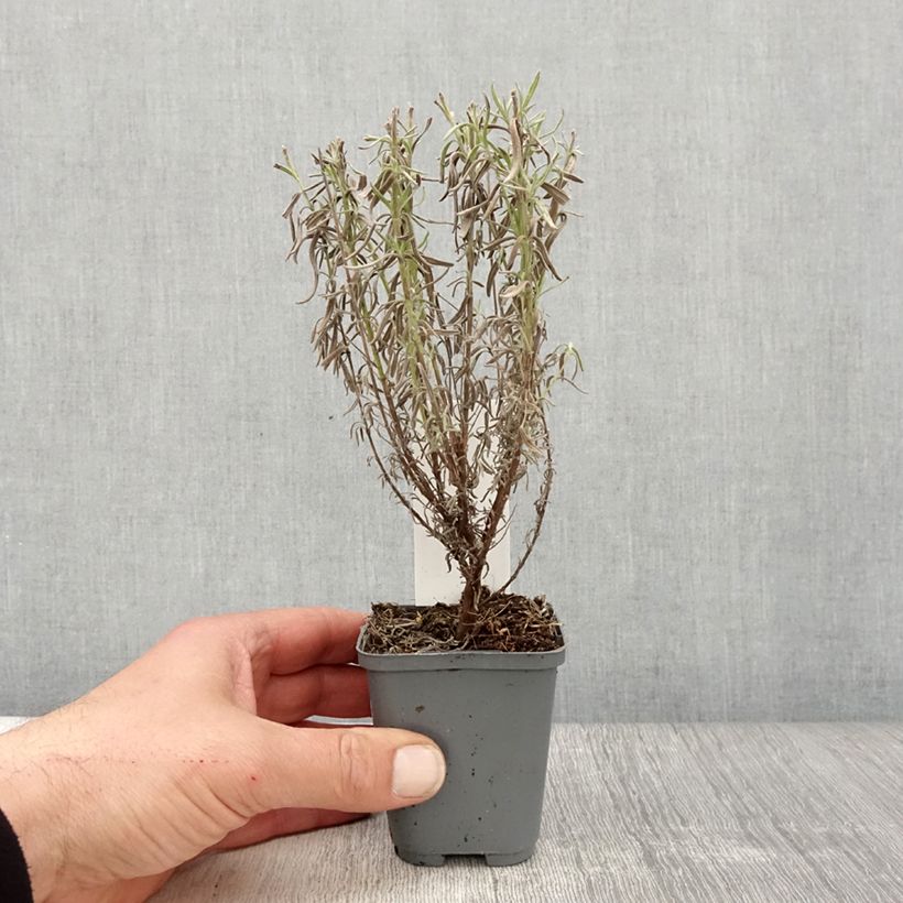 Spécimen de Lavande papillon The Princess Godet de 8/9 cm tel que livré au printemps