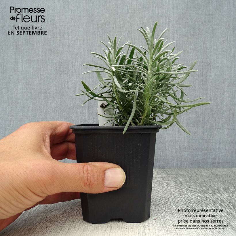 Spécimen de Lavande intermedia Phenomenal (Niko) - Lavandin Godet de 8/9 cm tel que livré en automne