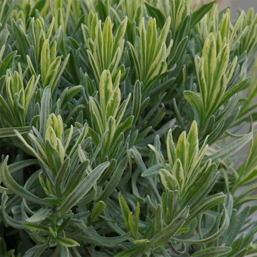 Lavande intermedia Platinum Blonde - Lavandin (Feuillage)
