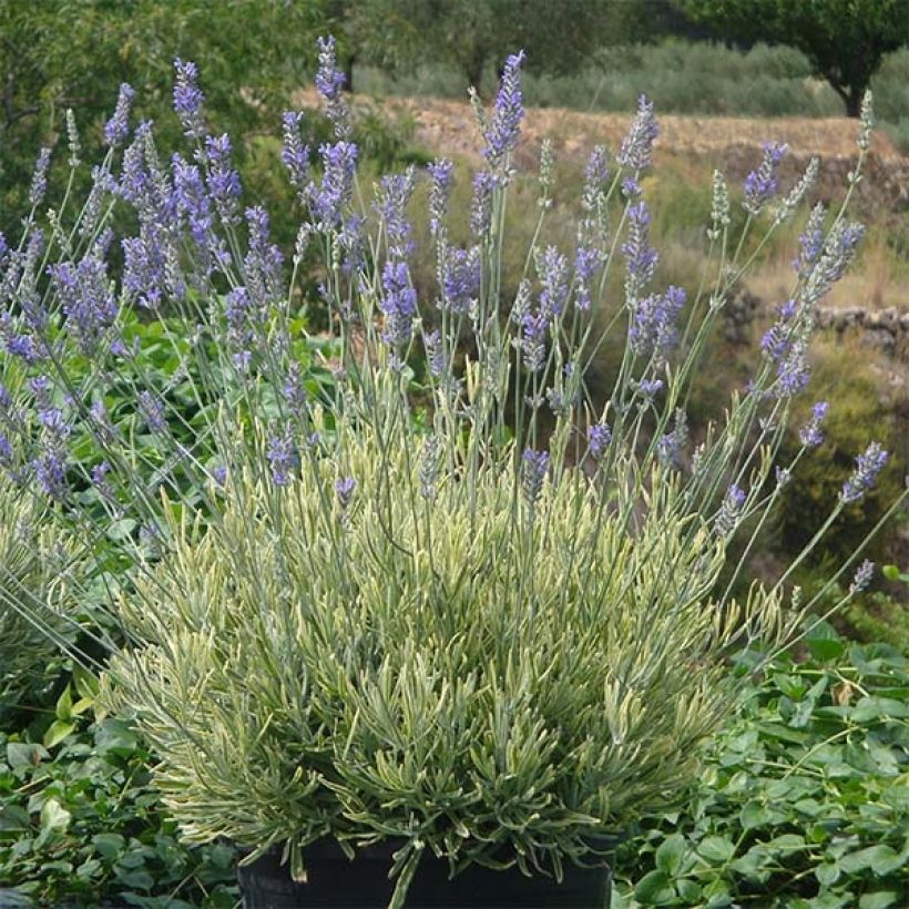 Lavande intermedia Platinum Blonde - Lavandin (Port)