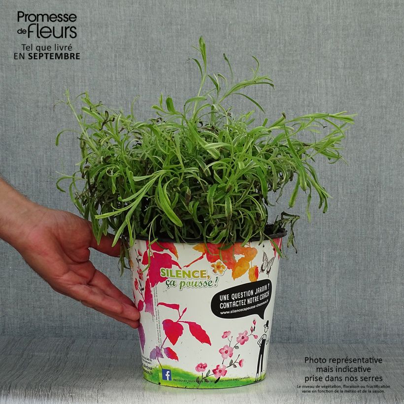 Spécimen de Lavande intermedia Platinum Blonde - Lavandin Pot de 4L/5L tel que livré en automne