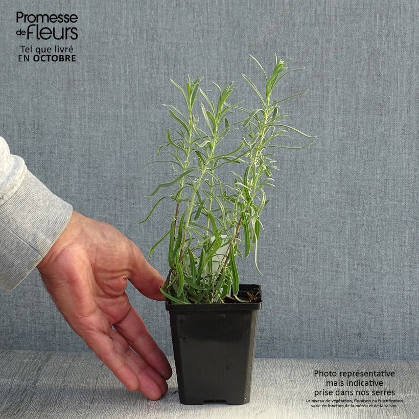 Spécimen de Lavande vraie - Lavandula angustifolia Dwarf Blue Godet de 8/9 cm tel que livré en automne