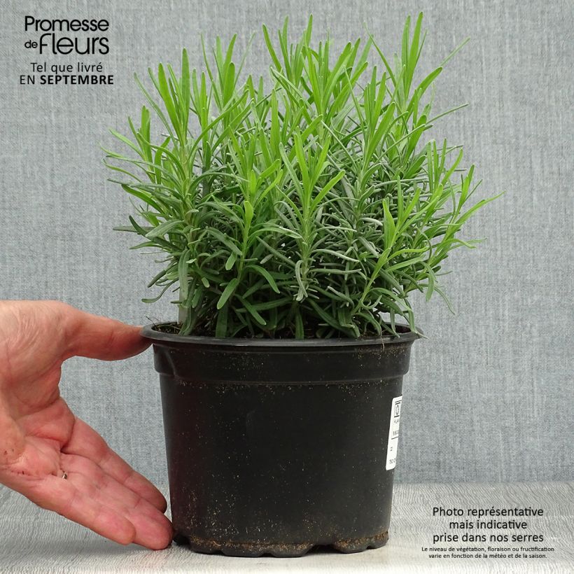 Spécimen de Lavande vraie - Lavandula angustifolia Dwarf Blue Pot de 2L/3L tel que livré en automne