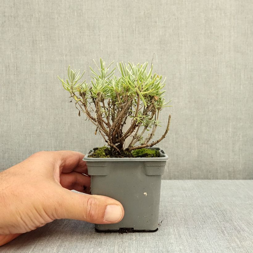 Spécimen de Lavande vraie - Lavandula angustifolia Havana Godet de 8/9 cm tel que livré en été
