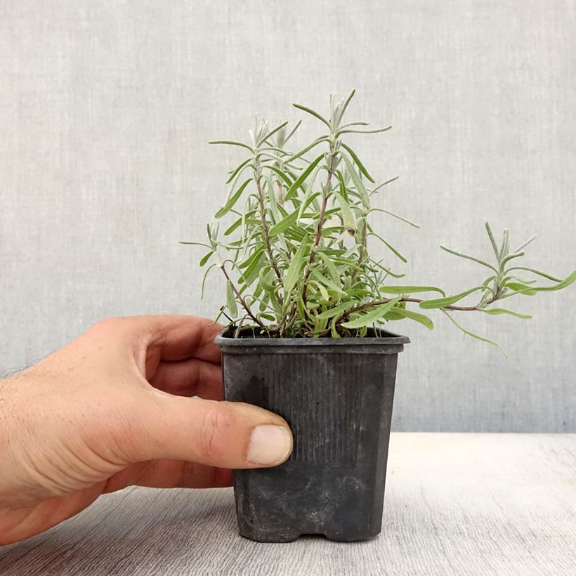 Spécimen de Lavande vraie - Lavandula angustifolia Hidcote Godet de 7/8 cm tel que livré en automne