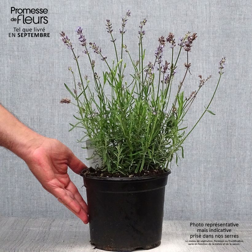 Spécimen de Lavande vraie - Lavandula angustifolia Hidcote Pot de 3L/4L tel que livré en automne