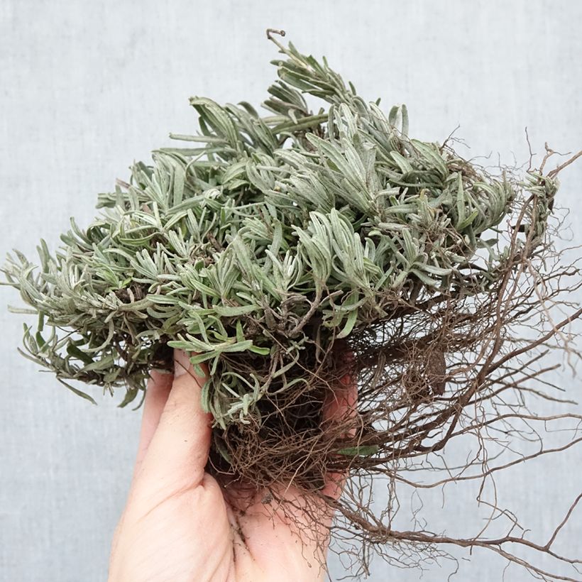 Spécimen de Lavande vraie - Lavandula angustifolia Hidcote Racines nues tel que livré en hiver