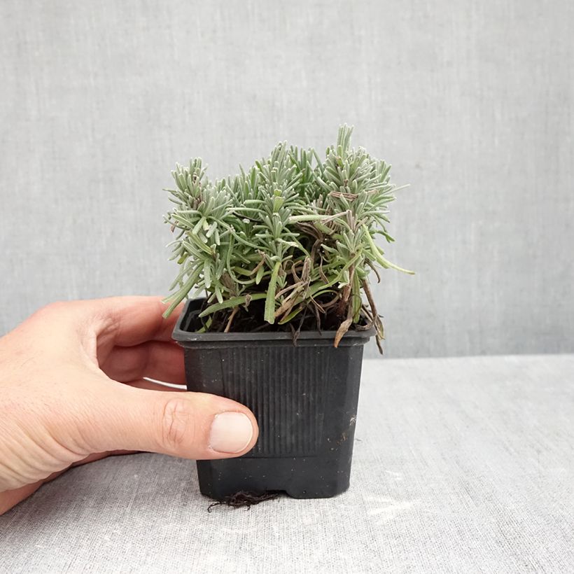 Spécimen de Lavande vraie Loddon Pink - Lavandula angustifolia Godet de 8/9 cm tel que livré en automne