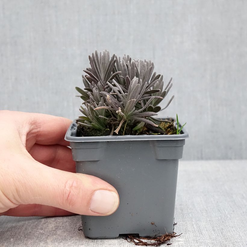 Spécimen de Lavande vraie Loddon Pink - Lavandula angustifolia Godet de 8/9 cm tel que livré en hiver