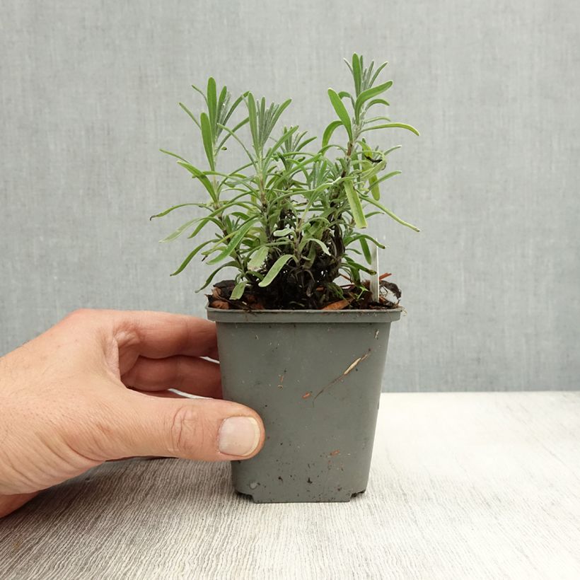 Spécimen de Lavande vraie Middachten - Lavandula angustifolia Middachten Godet de 8/9 cm tel que livré en automne
