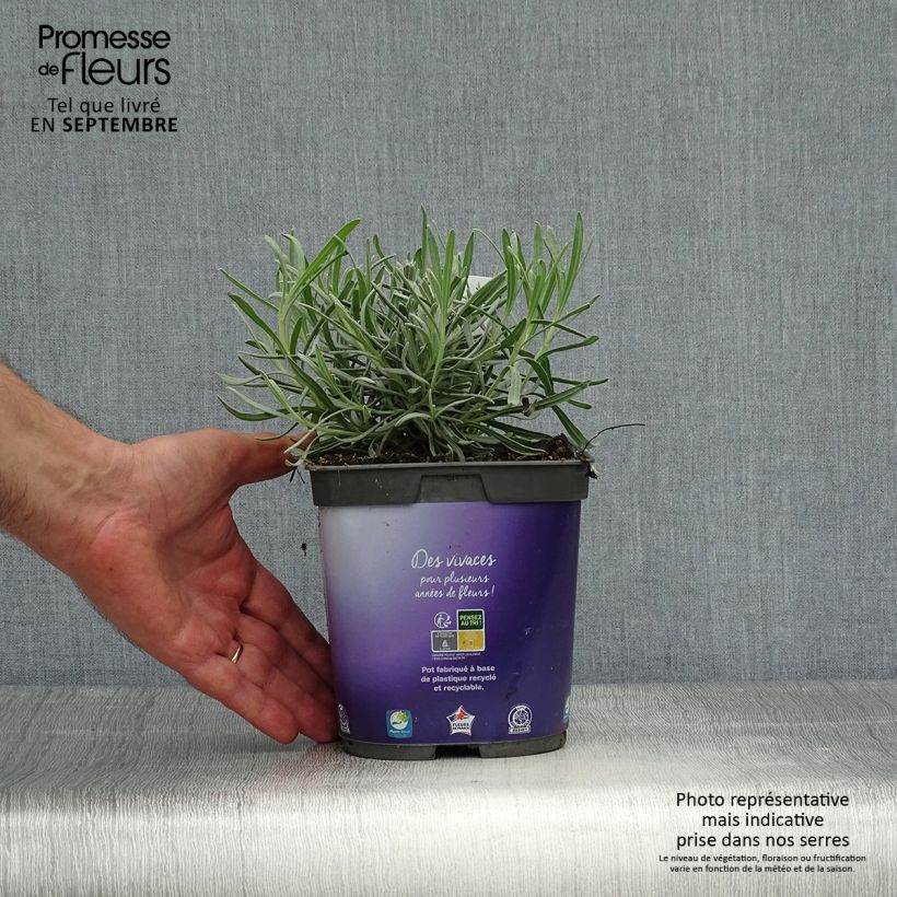 Spécimen de Lavande intermedia Dutch group - Lavandin Pot de 2L/3L tel que livré en automne