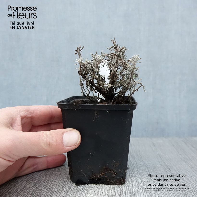 Spécimen de Lavandula angustifolia Essence Purple - Lavande vraie Godet de 8/9 cm tel que livré en hiver