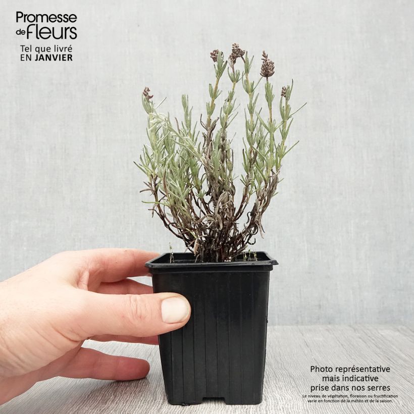 Spécimen de Lavandula stoechas Magical Posy Pink - Lavande papillon Godet de 8/9 cm tel que livré en hiver