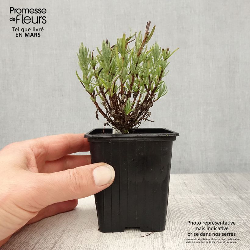Spécimen de Lavandula stoechas Magical Posy Pink - Lavande papillon Godet de 8/9 cm tel que livré au printemps