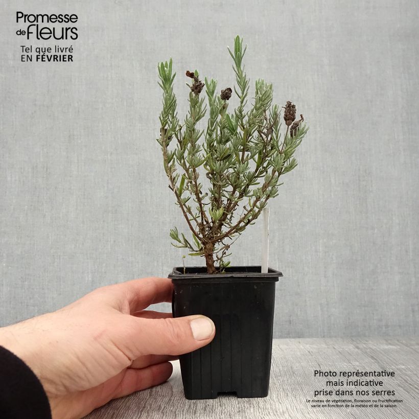 Spécimen de Lavandula stoechas Magical Posy Purple Godet de 8/9 cm tel que livré en hiver