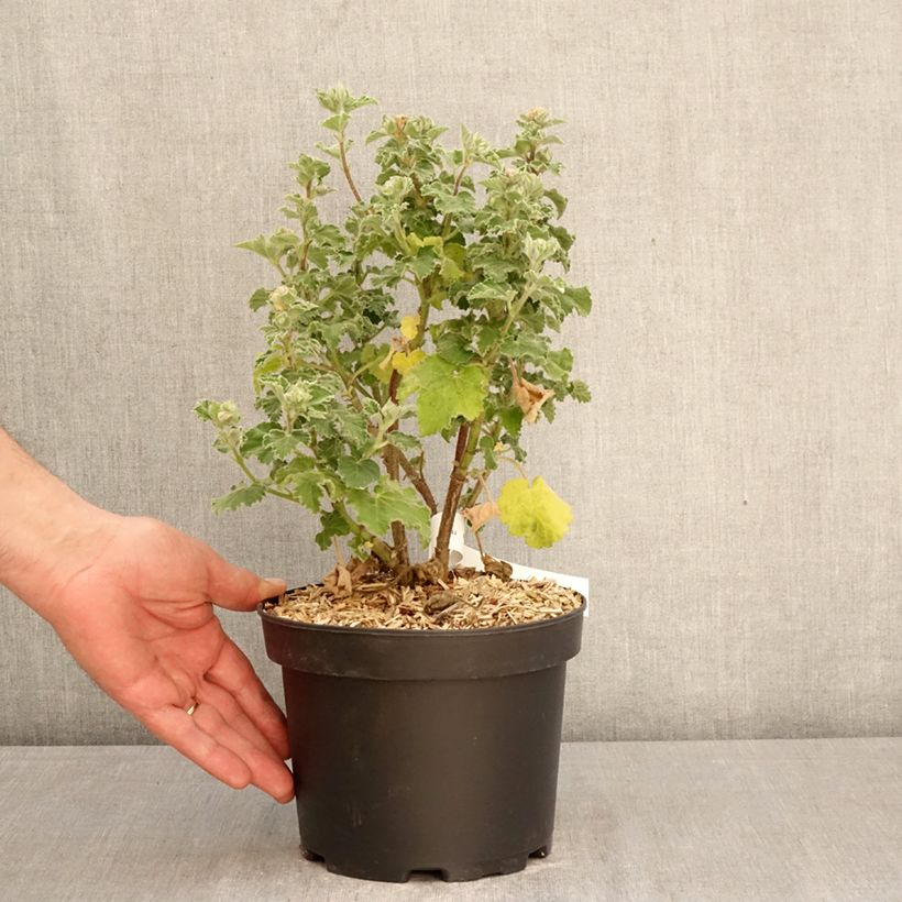 Spécimen de Lavatera Chamallow - Lavatère, mauve en arbre Pot de 3L/4L tel que livré au printemps