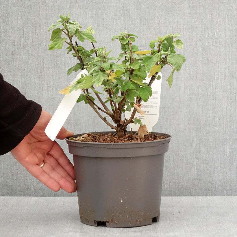 Spécimen de Lavatera thuringiaca Red Rum - Lavatère arbustive Pot de 2L/3L tel que livré en hiver