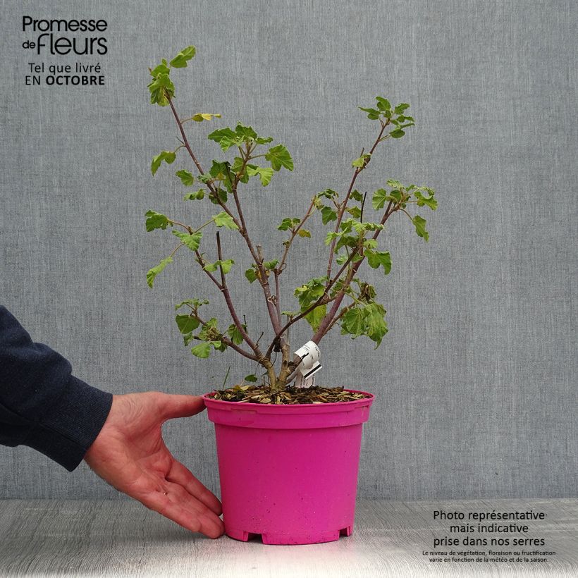 Spécimen de Lavatère Barnsley - Lavatera thuringiaca  Pot de 2L/3L tel que livré en automne
