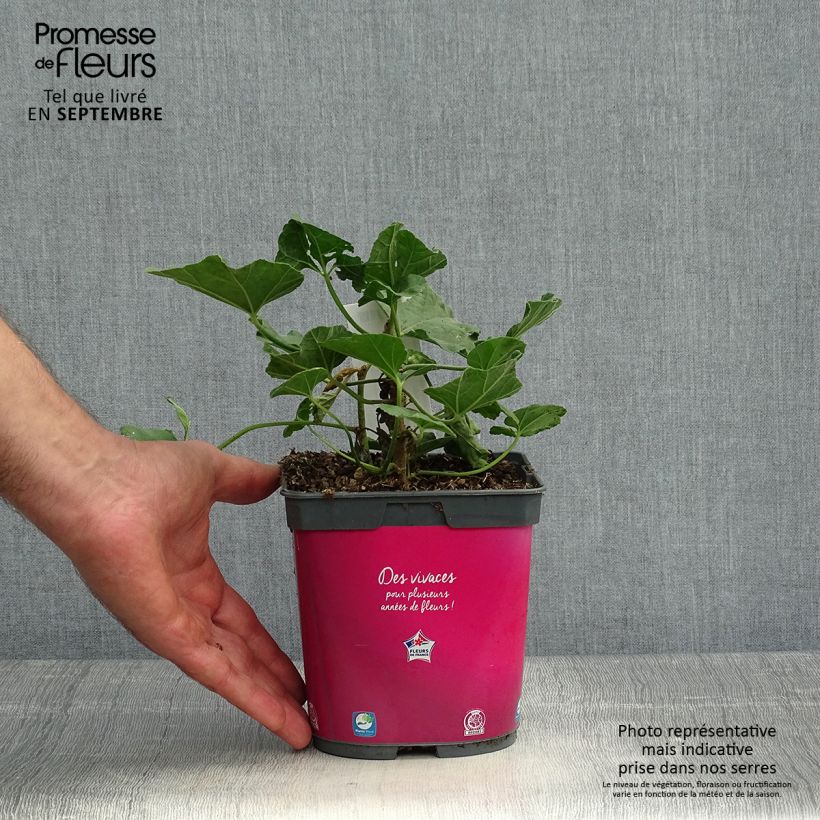 Spécimen de Lavatère d'Hyères - Lavatera olbia Rosea Pot de 2L/3L tel que livré en automne