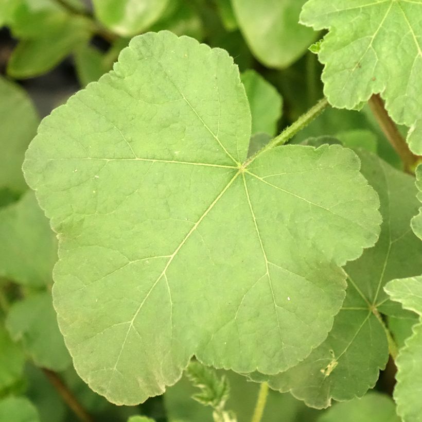Lavatère d'Hyères - Lavatera olbia Rosea (Feuillage)