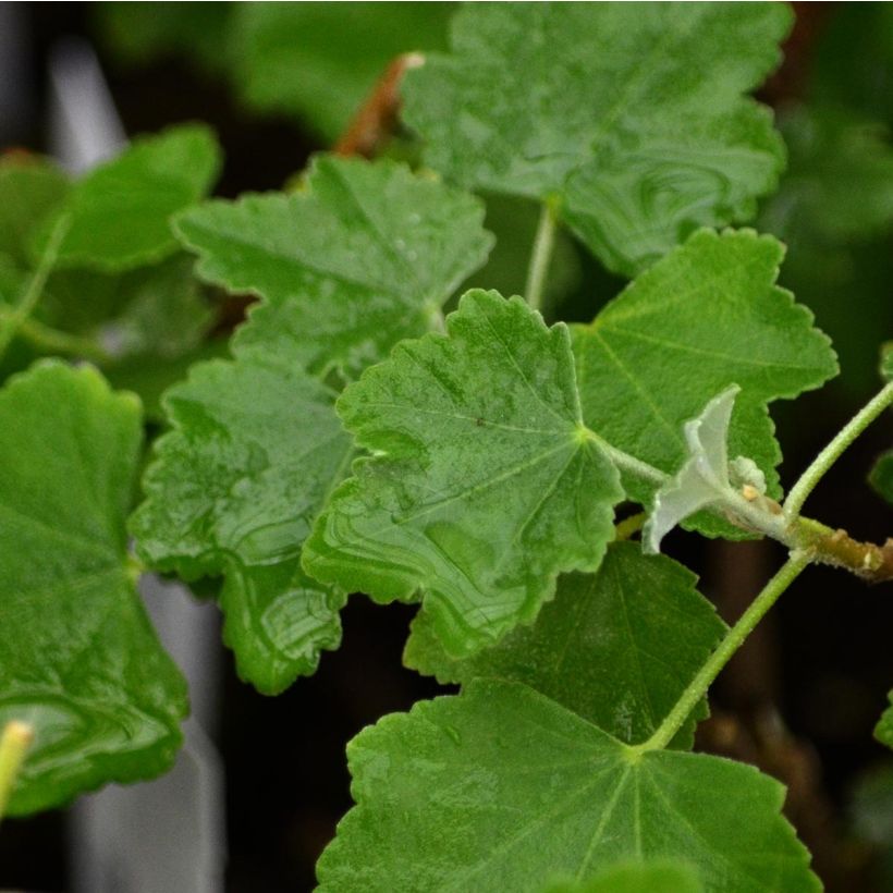 Lavatère maritime- Lavatera maritima Bicolor (Feuillage)