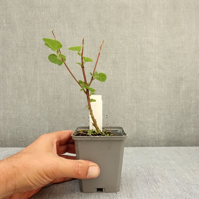 Spécimen de Lavatère thuringiaca Bredon Springs Godet de 8/9 cm tel que livré en été