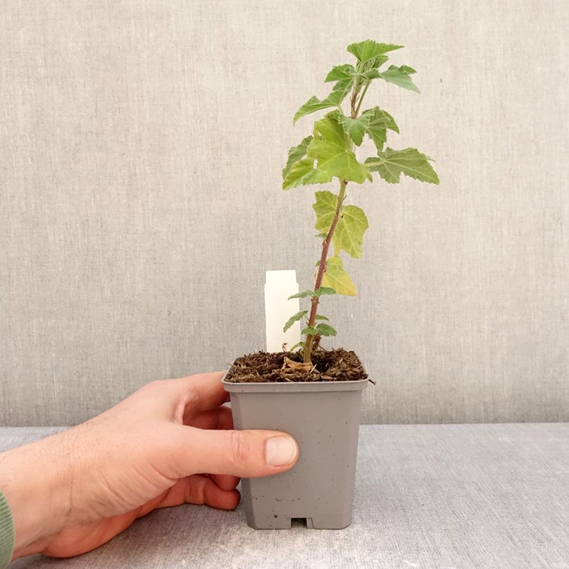 Spécimen de Lavatère thuringiaca Bredon Springs Godet de 8/9 cm tel que livré en hiver