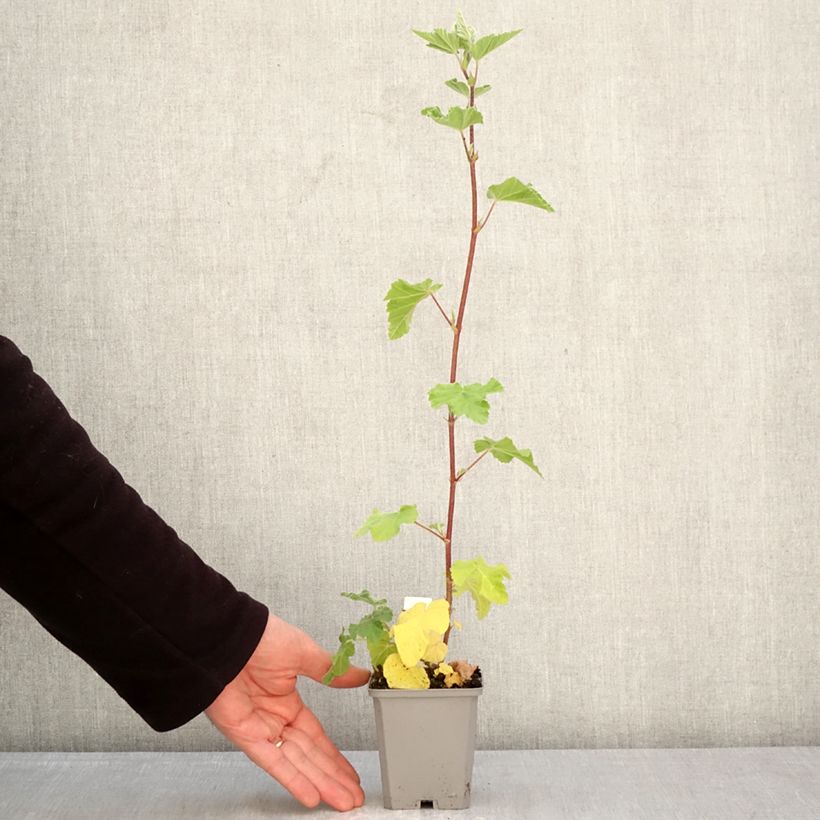 Spécimen de Lavatère thuringiaca Bredon Springs Godet de 8/9 cm tel que livré au printemps