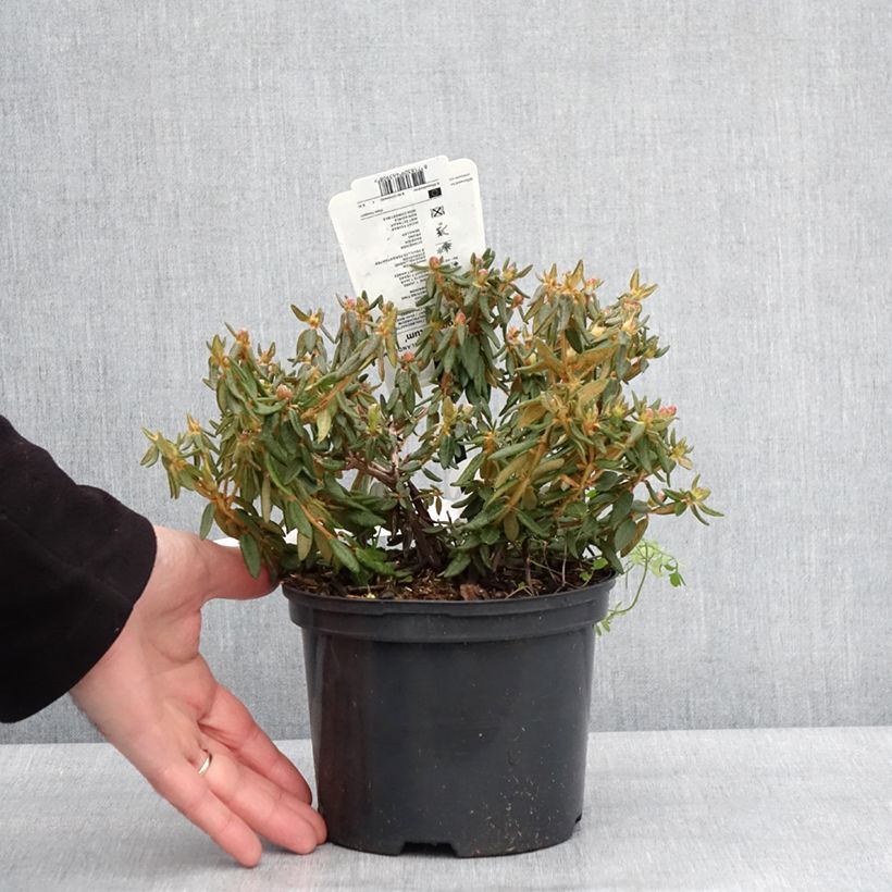 Spécimen de Ledum groenlandicum Compactum - Thé du Labrador Pot de 2L/3L tel que livré en hiver